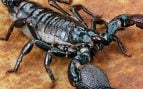 Un escorpión gigante