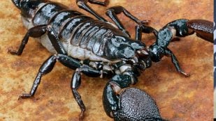 Un escorpión gigante