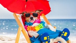Playas para perros en Andalucía