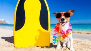 Playas para perros en Murcia