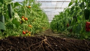 Investigador universidad de Málaga, fungicidas y hongos, agricultura contra los hongos, científicos universidad de Málaga, UMA.