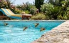avispas de la piscina
