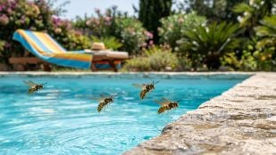avispas de la piscina