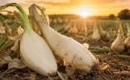 cebolla, verdura, gastronomía
