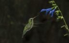 Un colibrí polinizando una flor. Foto: Freepik - @wirestock