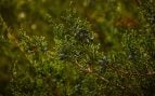 la planta que debes poner en casa para ahuyentar a la mala suerte