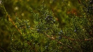 la planta que debes poner en casa para ahuyentar a la mala suerte