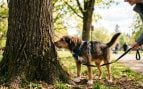 Perro en el parque