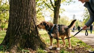 Perro en el parque