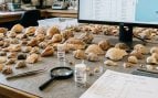 Conchas incautadas a los turistas