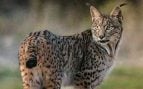Lince ibérico, Extremadura, animales