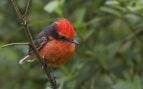 Pájaro, animal, ave, curiosidades