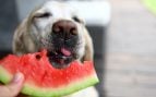 Frutas de verano para perros