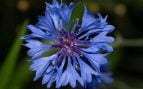 Planta, flora, curiosidades