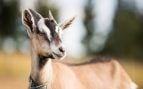 Cabras, animales, mamíferos