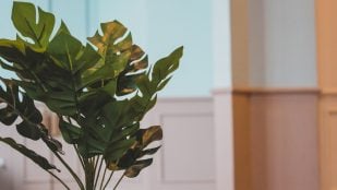 Planta de interior