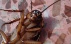 Cucaracha. Foto: Dirk (Beeki®) Schumacher en Pixabay