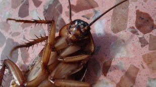 Cucaracha. Foto: Dirk (Beeki®) Schumacher en Pixabay