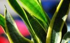 Mejores plantas según la NASA