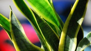 Mejores plantas según la NASA