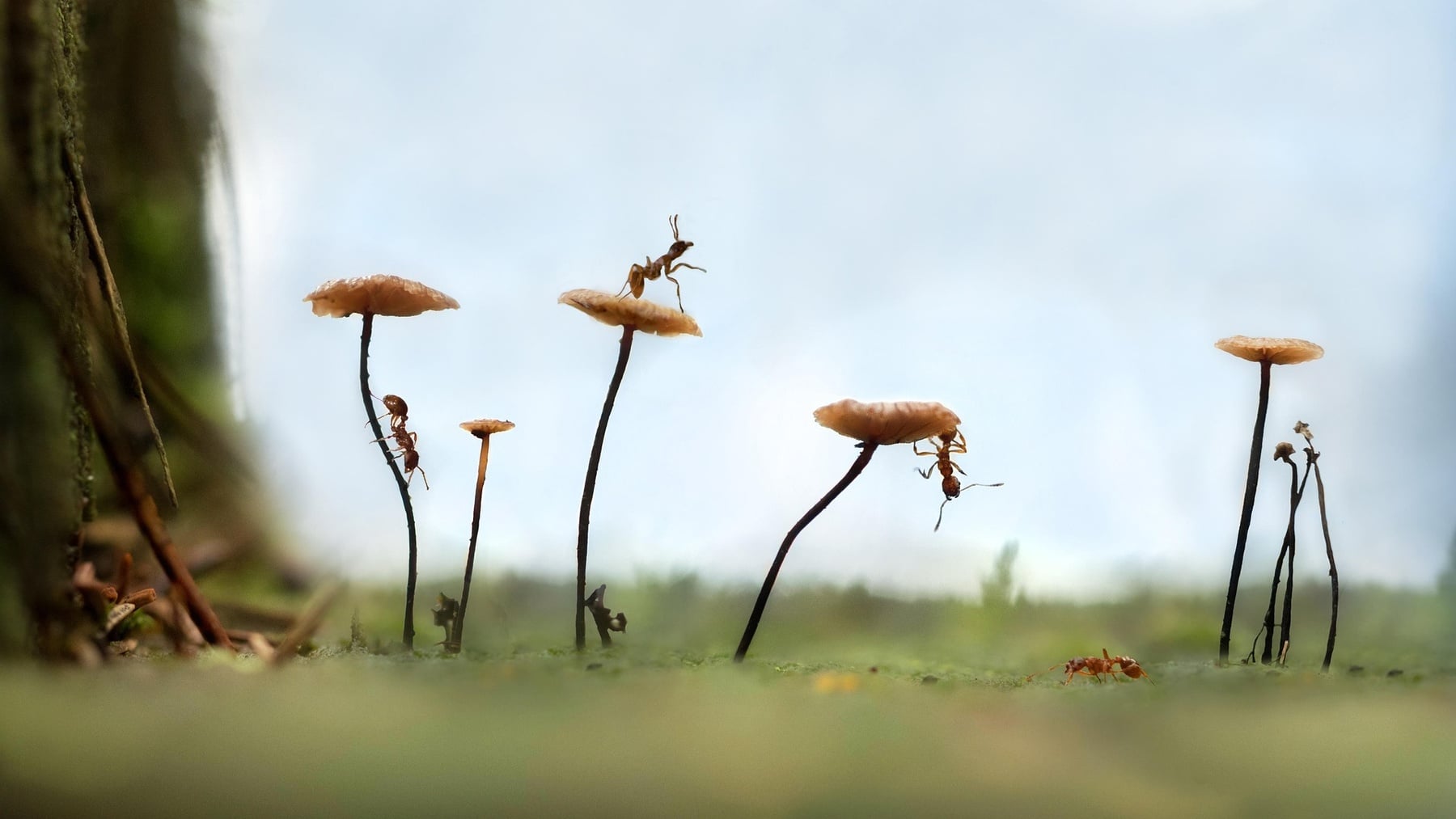 Golpe sobre la mesa de la investigación española: 845.000 registros de 1.808 insectos en la península ibérica desvelan un error crítico en la forma de medir la biodiversidad