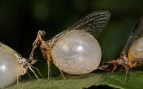 Insectos, naturaleza, curiosidades