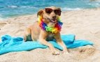 Playas Baleares perros