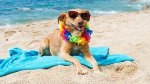Playas Baleares perros