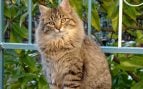 El gato sale al exterior