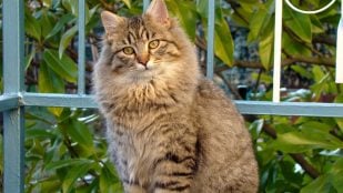 El gato sale al exterior