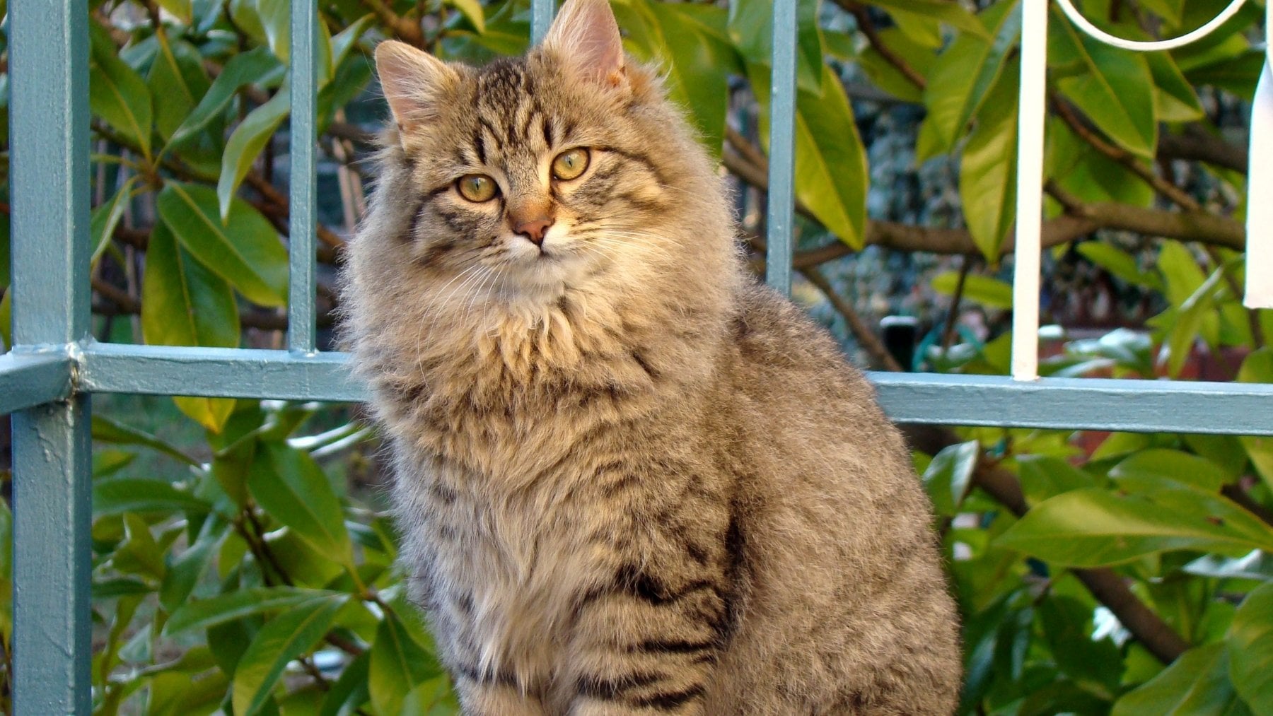 Los veterinarios avisan: dejar salir a tu gato al exterior le acorta la vida y está demostrado
