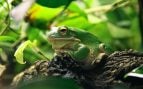 Desaparición de anfibios en Colombia, hongo acaba con los anfibios, problema biodiversidad, Colombia y hongos, hongos terminales con anfibios.