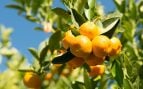Árbol frutal