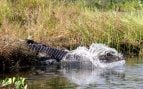 Caimán llanero, Colombia, reptil
