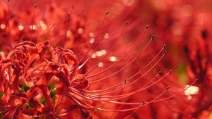 Planta, tradición japonesa, curiosidades
