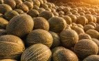 melones, agricultura, alimento