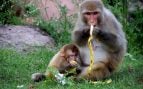 Monos se comunican con humanos, especie de mono de india habla con humanos, cómo se comunican los monos con las personas, estudio científico sobre la comunicación de simios.
