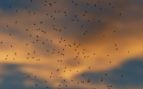 Mosquitos contra especies invasoras, google suelta mosquitos estériles, mosquitos estériles, mosquitos contra plagas invasoras.