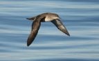 Baleares, ave, animales