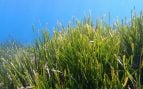 Posidonias, Mediterráneo, curiosidades