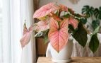 planta mutante con forma de corazón