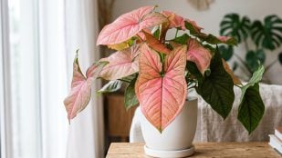 planta mutante con forma de corazón