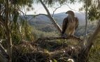 águila de Bonelli, animales, aves, eucalipto