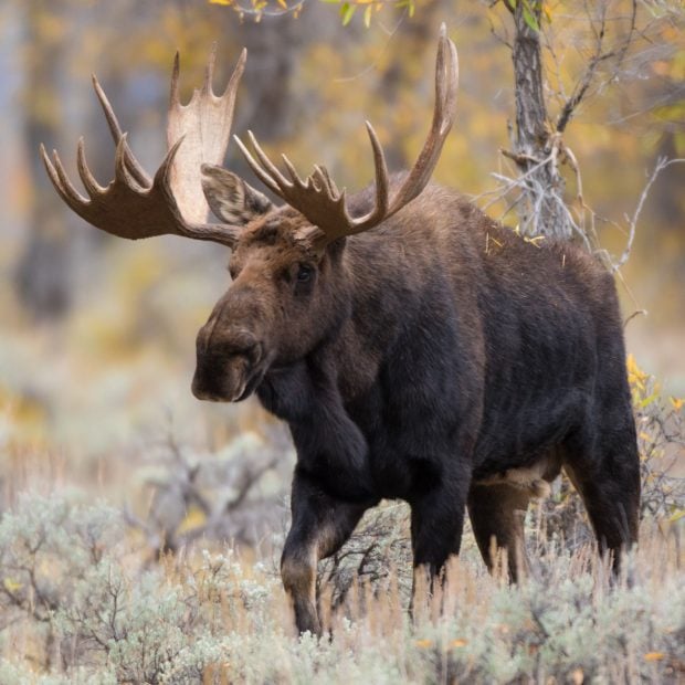 Un alce en Wyoming (Estados Unidos).
