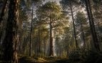 bosque, pinos, árboles, especie
