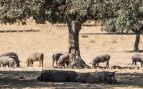 Localizar cerdo ibérico sin GPS, sistema para localizar cerdos ibéricos durante la montanera, montanera cerdo ibérico avance tecnológico Extremadura.