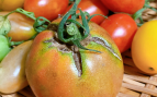 Tomate agrietado