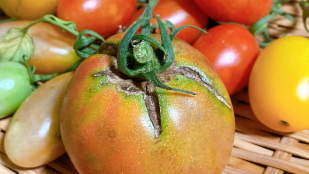 Tomate agrietado