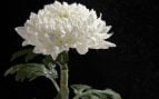Planta, tradición japonesa, curiosidades