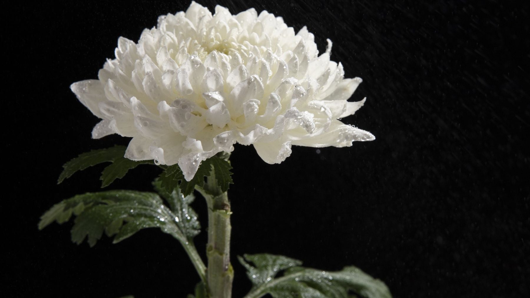 Jamás pongas esta planta en el jardín de tu casa: está asociada a la muerte y los funerales, según la tradición japonesa